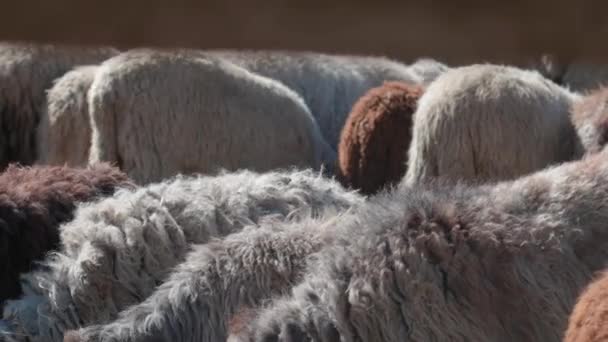 羊は平和的にペンにぶら下がった 美しい子羊がたくさんいる 太陽の光線は 羊の白 茶色のウールを照らしています 彼らは一緒に集まり 暖かさと友情を分かち合いました — ストック動画