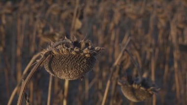 Yükselen ayçiçekleri, altın yüzleri batan güneşin sıcacık kucağına doğru döndü, yumuşak, kehribar bir ışıkla yıkanmış bir tarlada durdu. Her çiçek parlak bir güneş patlaması gibi görünür..