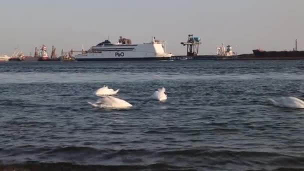 Białe Łabędzie Pływają Oceanie Tle Statki Port Morski Piękne Fale — Wideo stockowe