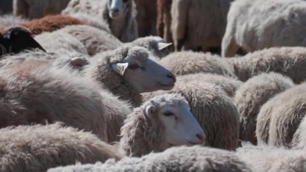 Sheep Peacefully Graze Pen Lot Beautiful Lambs Rays Sun Illuminate Royalty Free Stock Footage