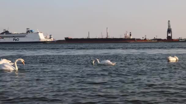 Białe Łabędzie Pływają Oceanie Tle Statki Port Morski Piękne Fale — Wideo stockowe