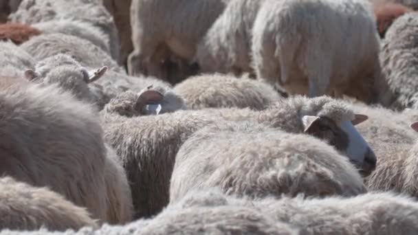 Sheep Peacefully Graze Pen Lot Beautiful Lambs Rays Sun Illuminate Video Clip