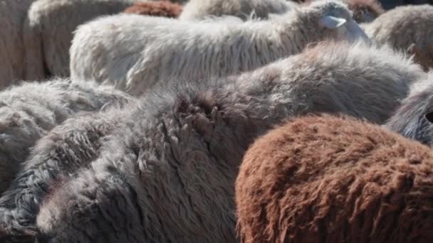 Owce Spokojnie Wypasają Się Zagrodzie Dużo Pięknych Jagniąt Promienie Słońca — Wideo stockowe