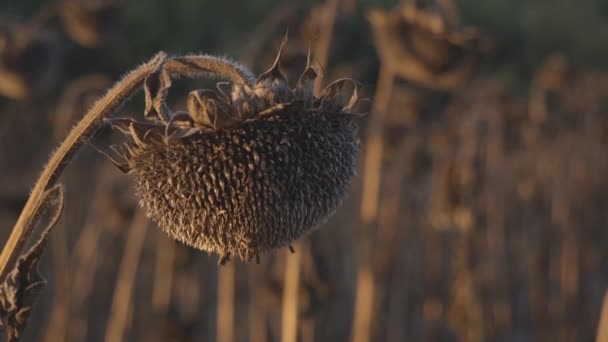 Yükselen Ayçiçekleri Altın Yüzleri Batan Güneşin Sıcacık Kucağına Doğru Döndü — Stok video