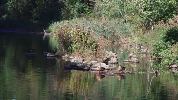Una Familia Patos Gansos Nada Canal Agua Río Lago Montones — Vídeos de Stock
