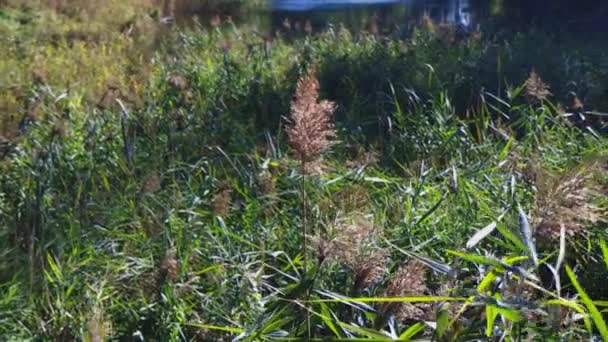 Beautiful Reeds Sway Wind Sun Rays Fall Penetrate Reeds Kamyshi — Stock Video