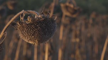 Yükselen ayçiçekleri, altın yüzleri batan güneşin sıcacık kucağına doğru döndü, yumuşak, kehribar bir ışıkla yıkanmış bir tarlada durdu. Her çiçek parlak bir güneş patlaması gibi görünür..