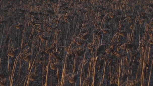 Towering Sunflowers Golden Faces Turned Warm Embrace Setting Sun Stand — Stock Video
