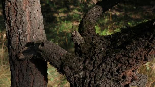 Мурахи Піднімаються Кору Коричневого Дерева Кора Дерева Покрита Мурахами Сіра — стокове відео