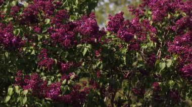 İlkbaharda leylak çiçeği. Leylak çiçekleri ve yeşil yapraklar rüzgarda sallanıyor. Akşam güneşinin ışınları güzel leylak ağaçlarını aydınlatıyor..