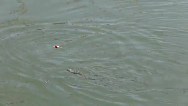 鱼在水面上游泳吃东西 鱼饵海上钓鱼 很多鱼在鱼饵周围游来游去 — 图库视频影像