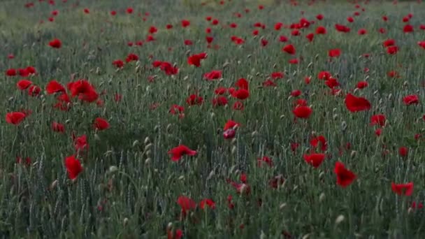 Beautiful Red Poppies Sunset Field Blooming Poppies Green Stems Red — Stock Video