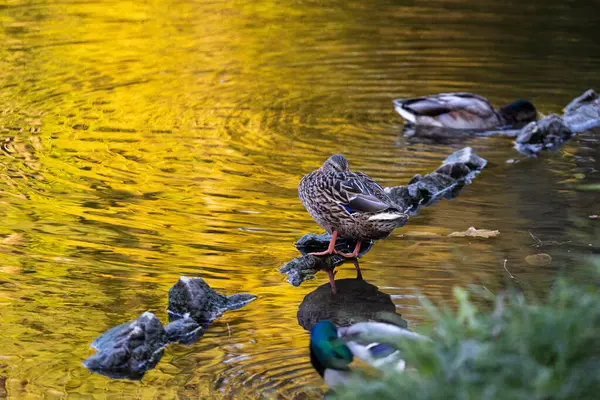 Ducks sleep, clean their feathers, eat algae. Ducks are beautifully reflected in water. A family of ducks, geese swims in a water channel, river, lake.