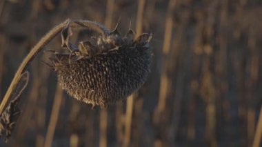 Yükselen ayçiçekleri, altın yüzleri batan güneşin sıcacık kucağına doğru döndü, yumuşak, kehribar bir ışıkla yıkanmış bir tarlada durdu. Her çiçek parlak bir güneş patlaması gibi görünür..