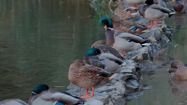 Eine Familie Von Enten Gänsen Schwimmt Einem Wasserkanal Fluss See — Stockvideo