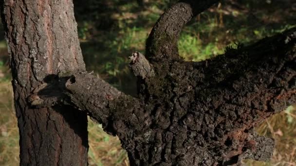 Mrówki Wspinają Się Korę Brązowego Drzewa Kora Drzewa Jest Pokryta — Wideo stockowe