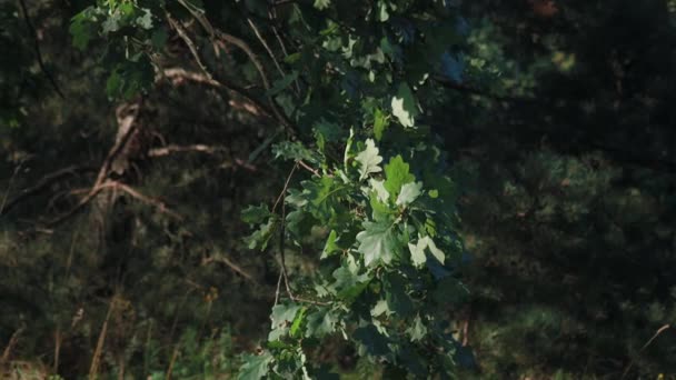 Piękne Liście Zielonego Dębu Pierwszym Planie Piękna Ścieżka Lesie Spacer — Wideo stockowe