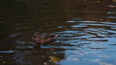 Ördekler uyur, tüylerini temizler, yosun yerler. Ördekler suya çok güzel yansıtılır. Bir ördek ailesi, kazlar su kanalında, nehirde, gölde yüzer..