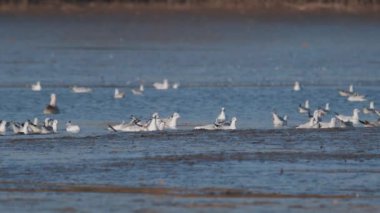 Birçok martı göllerde, nehirlerde ve kanallarda balık avlar. Martılar suyun üzerinde uçar. Martılar zarif bir şekilde suyun yüzeyinde süzülür, kanatları dalgalanan dalgaların üzerinde narin gölgeler bırakır..