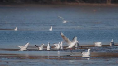 Birçok martı göllerde, nehirlerde ve kanallarda balık avlar. Martılar suyun üzerinde uçar. Martılar zarif bir şekilde suyun yüzeyinde süzülür, kanatları dalgalanan dalgaların üzerinde narin gölgeler bırakır..