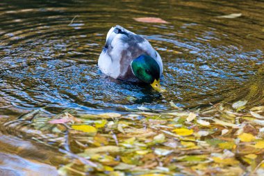 Bir ördek ailesi, kazlar su kanalında, nehirde, gölde yüzüyor. Bir sürü sazlık ve nilüfer. Güzel ördekler nehir boyunca yüzer, göl, su kanalı. Ördekler suya çok güzel yansıyor..