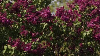 İlkbaharda leylak çiçeği. Leylak çiçekleri ve yeşil yapraklar rüzgarda sallanıyor. Akşam güneşinin ışınları güzel leylak ağaçlarını aydınlatıyor..