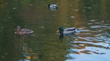 Ördekler uyur, tüylerini temizler, yosun yerler. Ördekler suya çok güzel yansıtılır. Bir ördek ailesi, kazlar su kanalında, nehirde, gölde yüzer..