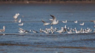 Birçok martı göllerde, nehirlerde ve kanallarda balık avlar. Martılar suyun üzerinde uçar. Martılar zarif bir şekilde suyun yüzeyinde süzülür, kanatları dalgalanan dalgaların üzerinde narin gölgeler bırakır..