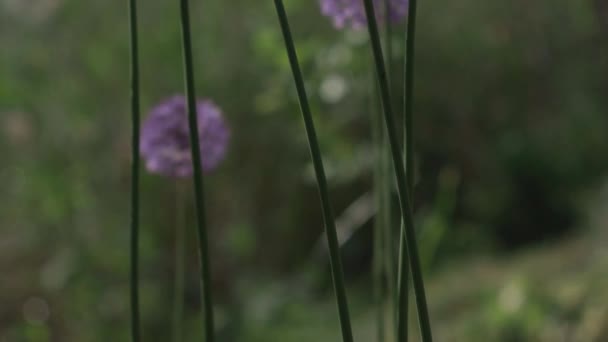 Mooie Paarse Hollandse Uienbloemen Bewegen Wind Groen Gras Velden Achtergrond — Stockvideo