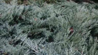 Dekoratif bir Noel ağacının iğneleri rüzgarda sallanıyor. Kahverengi dallar yeşil ladin iğnelerinin arasından bakıyor. Hafif bir rüzgar Noel ağacının yapraklarını sallar.