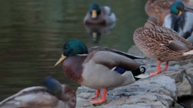 Ördekler uyur, tüylerini temizler, yosun yerler. Ördekler suya çok güzel yansıtılır. Bir ördek ailesi, kazlar su kanalında, nehirde, gölde yüzer..