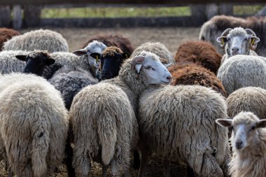 Koyun ağılda huzur içinde otluyor. Bir sürü güzel kuzu. Güneş ışınları koyunların beyaz, siyah ve kahverengi yünlerini aydınlatır. Bir araya gelirler, sıcaklığı ve arkadaşlığı paylaşırlar..