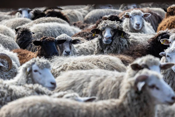 stock image The sheep peacefully graze in the pen. A lot of beautiful lambs. The rays of the sun illuminate the white, black, and brown wool of the sheep. They huddle together, sharing warmth and companionship.