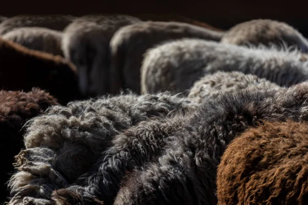 Koyun ağılda huzur içinde otluyor. Bir sürü güzel kuzu. Güneş ışınları koyunların beyaz, siyah ve kahverengi yünlerini aydınlatır. Bir araya gelirler, sıcaklığı ve arkadaşlığı paylaşırlar..