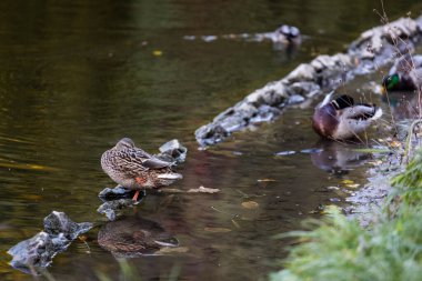 Bir ördek ailesi, kazlar su kanalında, nehirde, gölde yüzüyor. Bir sürü sazlık ve nilüfer. Güzel ördekler nehir boyunca yüzer, göl, su kanalı. Ördekler suya çok güzel yansıyor..