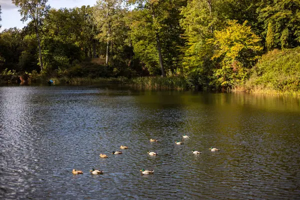 一群鸭子 鹅在水沟 湖中游泳 许多芦苇和睡莲 美丽的鸭子沿着河流 水道漂浮着 鸭子在水里倒映得很美 — 图库照片