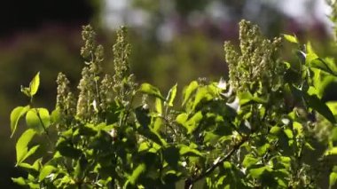İlkbaharda leylak çiçeği. Leylak çiçekleri ve yeşil yapraklar rüzgarda sallanıyor. Akşam güneşinin ışınları güzel leylak ağaçlarını aydınlatıyor..