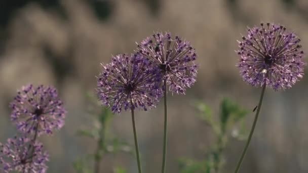 美しく紫色のオランダのタマネギ 風の中でタマネギの花が動きます 背景の緑の草や畑 春の開花 緑色の茎と紫色の花 — ストック動画