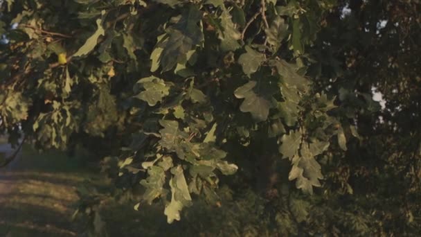 Όμορφα Πράσινα Φύλλα Βελανιδιάς Πρώτο Πλάνο Όμορφο Μονοπάτι Στο Δάσος — Αρχείο Βίντεο