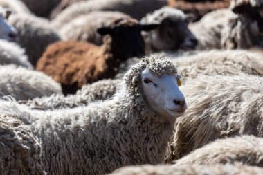 Koyun ağılda huzur içinde otluyor. Bir sürü güzel kuzu. Güneş ışınları koyunların beyaz, siyah ve kahverengi yünlerini aydınlatır. Bir araya gelirler, sıcaklığı ve arkadaşlığı paylaşırlar..