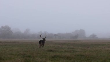 Büyük boynuzlu güzel geyik ormanda yürüyor, park ediyor. Geyikler ot yer. Güzel sisli bir sabah. Geyik çimlerde otluyor. Hayvanlarla, geyiklerle dolu Ulusal Park.