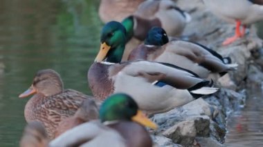 Ördekler uyur, tüylerini temizler, yosun yerler. Ördekler suya çok güzel yansıtılır. Bir ördek ailesi, kazlar su kanalında, nehirde, gölde yüzer..