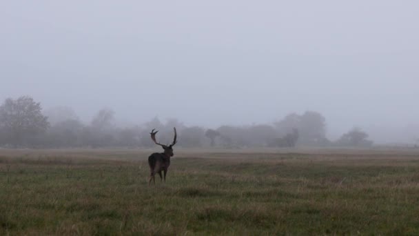 美丽的鹿角大走在森林 鹿吃草 多雾的美丽早晨 鹿在草坪上吃草 带动物和鹿的国家公园 — 图库视频影像