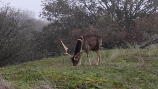 森の中を歩く大きな角を持つ美しい鹿 ディアは草を食べる 美しい霧の朝でした ディアは芝生にグレーズする 動物と国立公園 — ストック動画