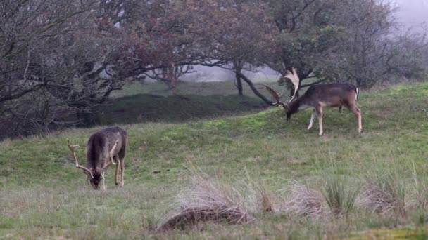 Bela Cervo Com Chifres Grandes Caminham Floresta Parque Veados Comem — Vídeo de Stock