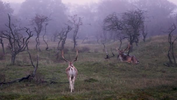 Bela Cervo Com Chifres Grandes Caminham Floresta Parque Veados Comem — Vídeo de Stock