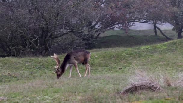 Beautiful Deer Big Horns Walk Forest Park Deer Eat Grass — Stock Video