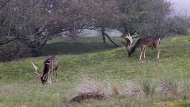 Hermoso Ciervo Con Cuernos Grandes Caminar Bosque Parque Los Ciervos — Vídeos de Stock