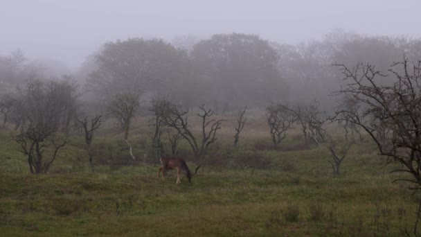 Hermoso Ciervo Con Cuernos Grandes Caminar Bosque Parque Los Ciervos — Vídeos de Stock