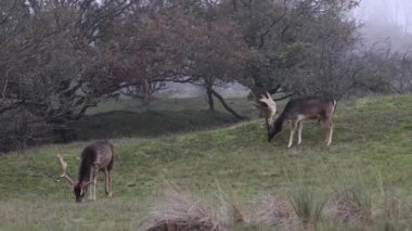Büyük boynuzlu güzel geyik ormanda yürüyor, park ediyor. Geyikler ot yer. Güzel sisli bir sabah. Geyik çimlerde otluyor. Hayvanlarla, geyiklerle dolu Ulusal Park.